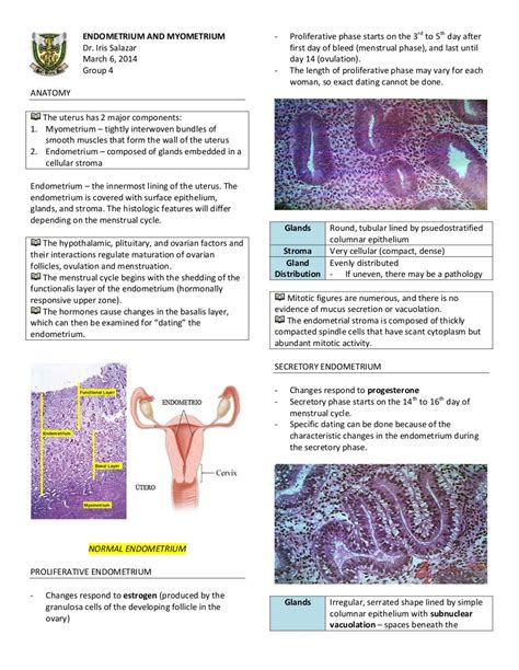 histology endometrial dating